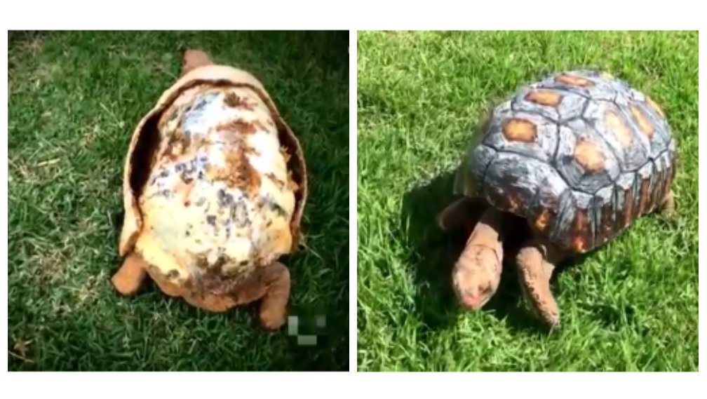 BrentJvV's tweet image. A tortoise named Freddy received the world's first 3D printed shell after being badly burned in a forest fire. 🐢