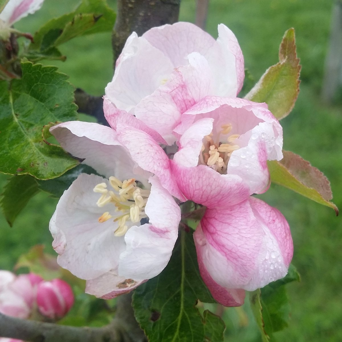 beechbrae's tweet photo. First of stunning #apple #blossoms greeted us this week @BeechbraeWood #orchard #beechbrae #biodiversity #gratitude https://t.co/cZGxWAflBi