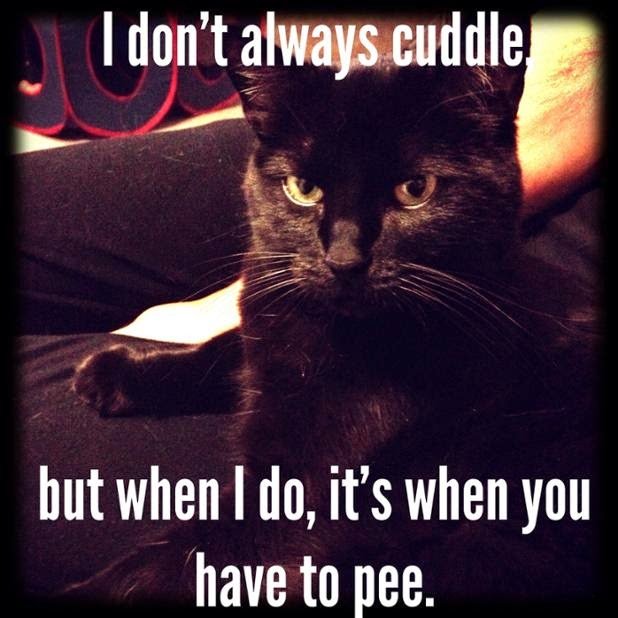 catsnkittys's tweet photo. What a considerate kitty! https://t.co/X6WfbweNwq