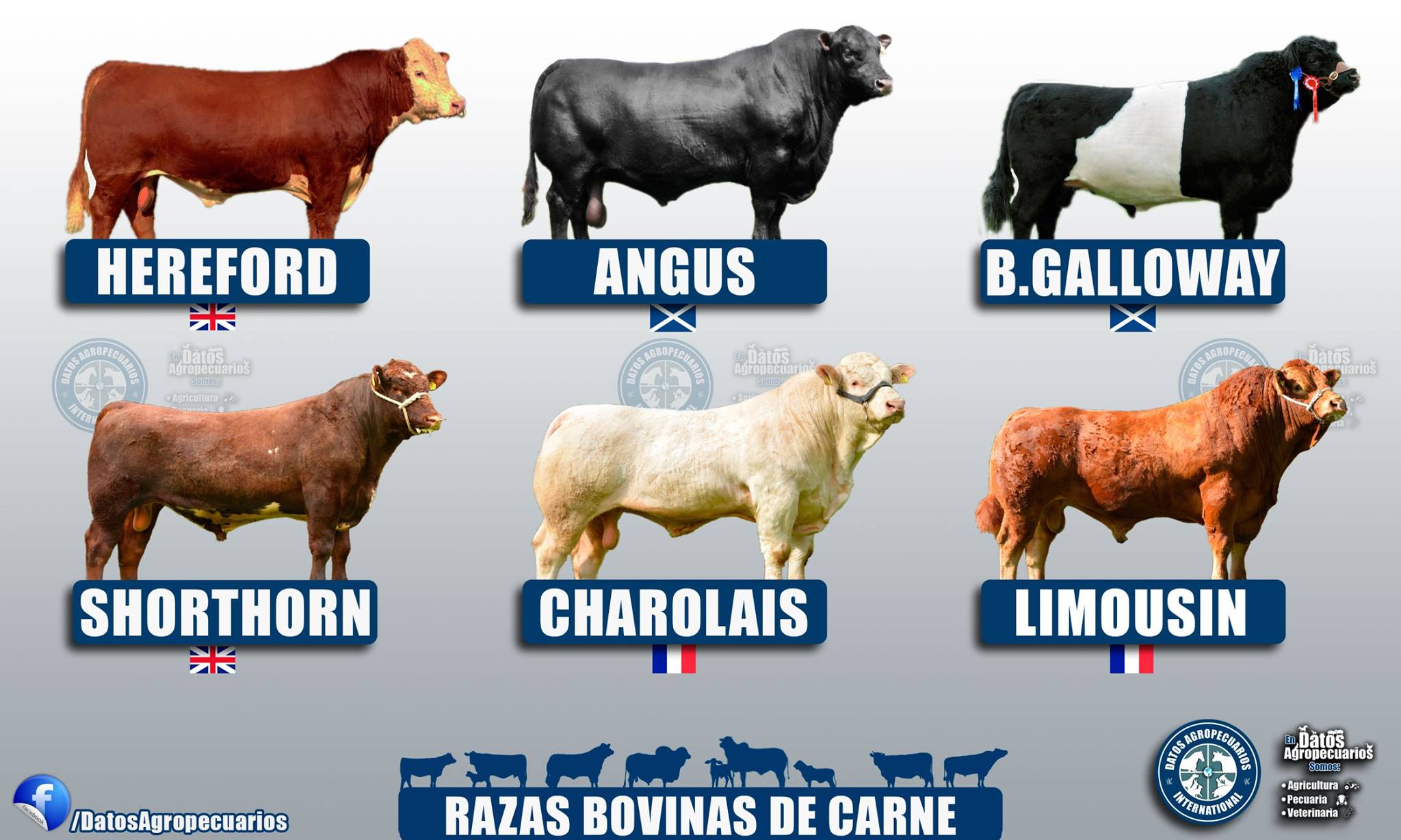 Vaca Raza Razas De Vacas De Carne
