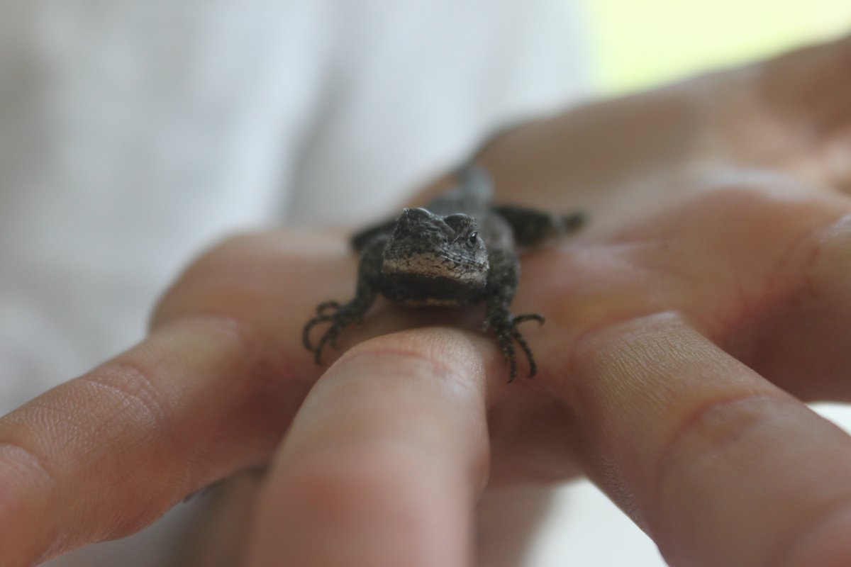 kmoconnor8's tweet photo. Gorgeous little male #easternfencelizard, love that blue! #HERpers #floridaherps #lizards https://t.co/85C8REWXLA