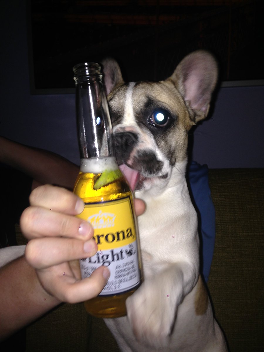 MadAboutMookie's tweet photo. Time for beer!!! #beeroclock #FridayFeeling #weekend #chillaxing #cutiful #mookiemoment #dogsoftwitter https://t.co/RukxwzgsC0