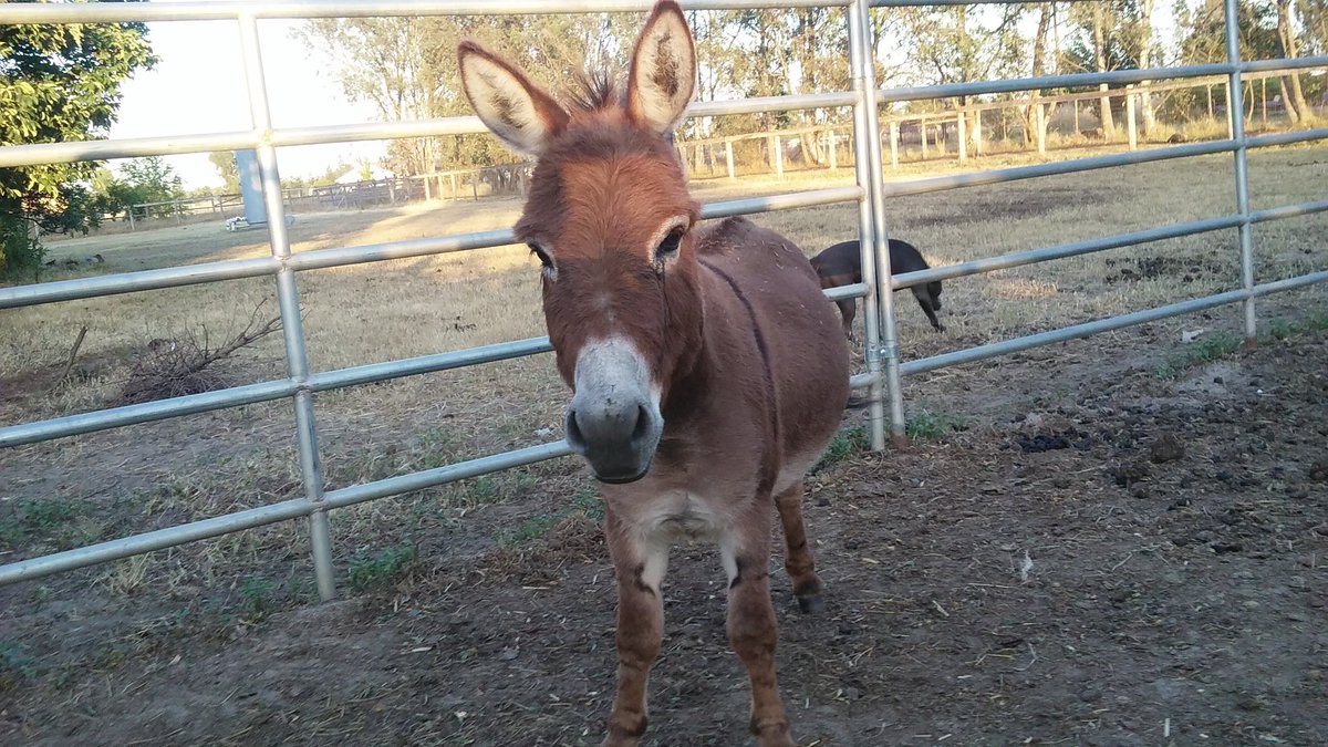 eqynmusic's tweet photo. Love for the mini @BhamDonkeys https://t.co/itTAtoBMjq