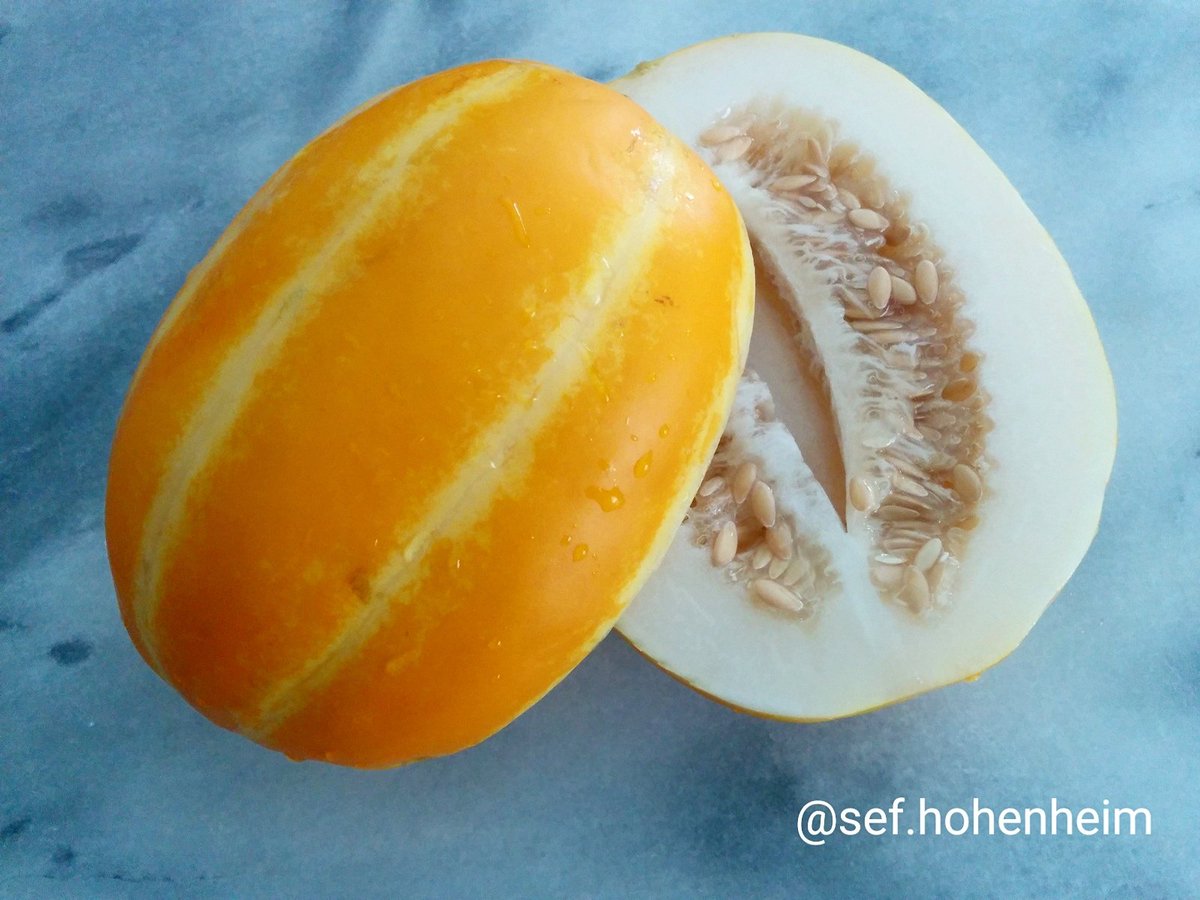 sefazure's tweet photo. #koreanmelon #melon #korean #yellow #fruit #summer #spring #contrast #vegan #veganism #vegetarian #healthyliving https://t.co/kJ0NOn0RiO