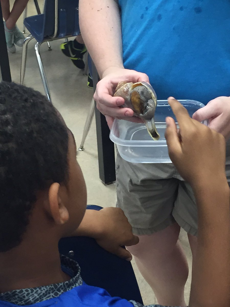 KESIndians's tweet photo. Hands-on #SnailScience experiments with a visit from friends and mud snails from @VAAquarium! Too fun!π @vbschools https://t.co/hRlCXFQtxv