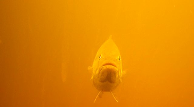 Latest blog is up, time to kick off tournament season 2016!
jeffelliottoutdoors.com/blog-post73.ht…