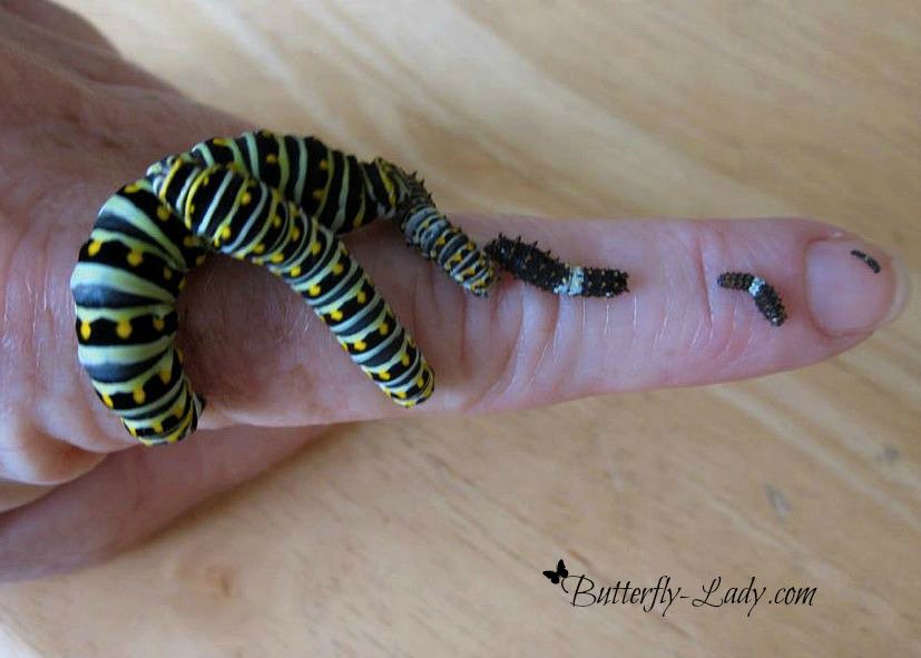 MyButterflyLady's tweet photo. One of my favorite butterflies to raise is the Eastern Black Swallowtail butterflies.  https://t.co/uDFWXMCS0i https://t.co/p1qA6pxzts