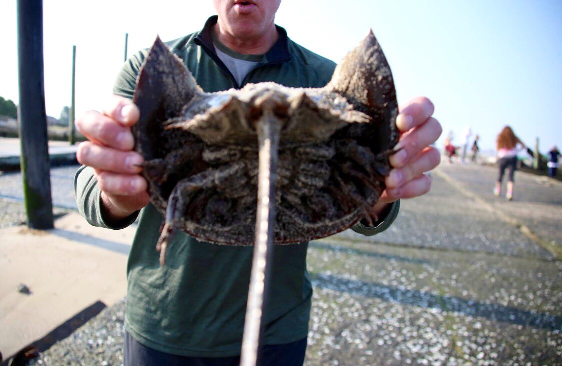 CSM_Photo98's tweet photo. What a great way to start off #MemorialDayWeekend by saving over 1,000 horseshoe crabs!#environmental https://t.co/9m55QFHRQ7