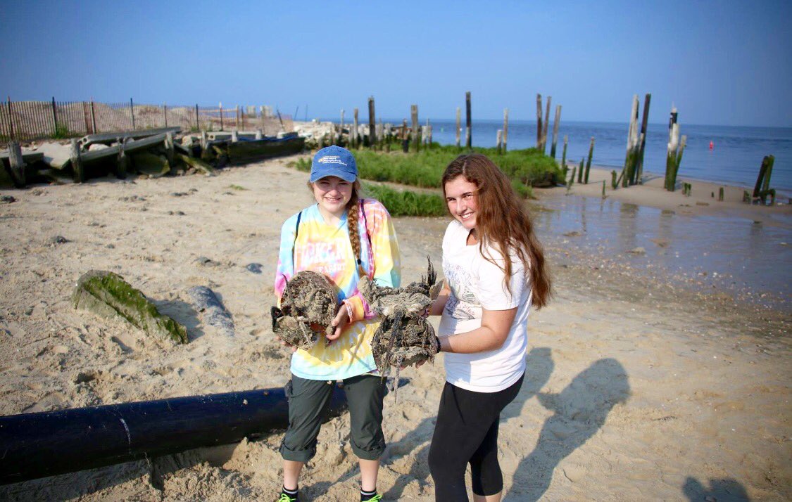 CSM_Photo98's tweet photo. What a great way to start off #MemorialDayWeekend by saving over 1,000 horseshoe crabs!#environmental https://t.co/9m55QFHRQ7