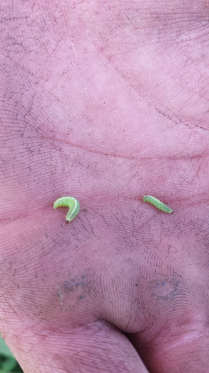 ClarkAgri's tweet image. Alfalfa weevil feeding in Hagersville, shake plants to find small green worms #scoutingtips #fromthefield