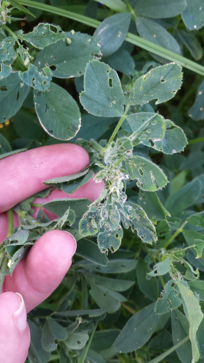 ClarkAgri's tweet image. Alfalfa weevil feeding in Hagersville, shake plants to find small green worms #scoutingtips #fromthefield