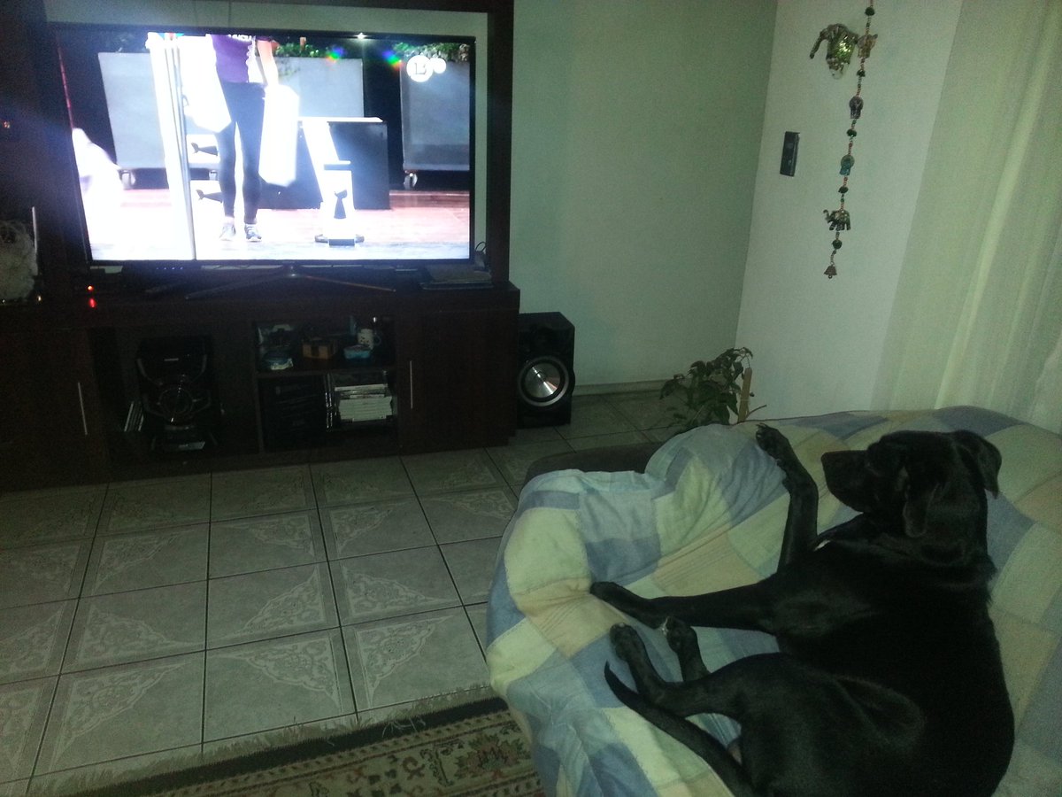 RomaVergara's tweet photo. #granfinalap APOLO viendo la gran final de amores perros!! Te amo guaton! https://t.co/AnsOtIDuVa
