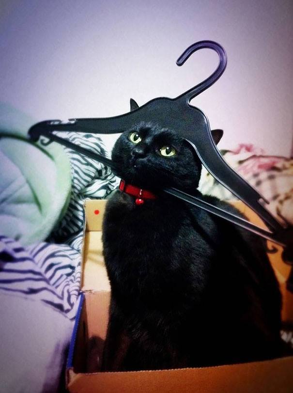 catnipapp1's tweet image. This will kick off our #CatsStuckOnStuff segment for next #week. Enjoy. #CatsOfTwitter #funny #cats #lolcat #kitten