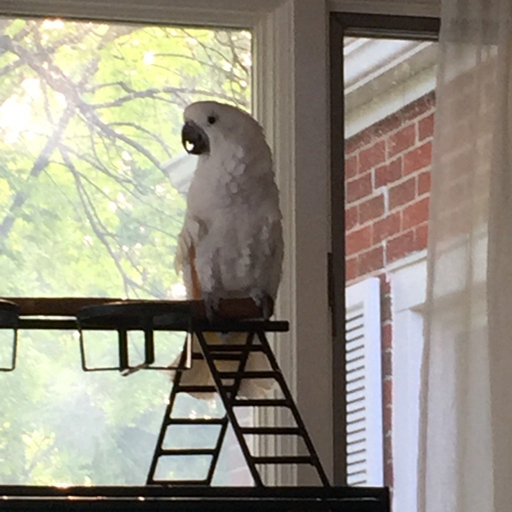 heilmans86's tweet photo. Newest member of the family #squawksquawk https://t.co/6GjvOO2kCs