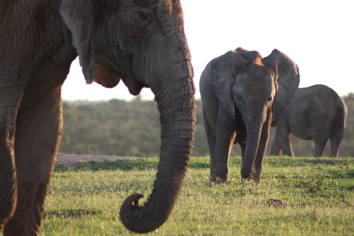 Elephants have infrasonic hearing, letting them communicate at low frequencies over long distances #AnimalsGoneWIld