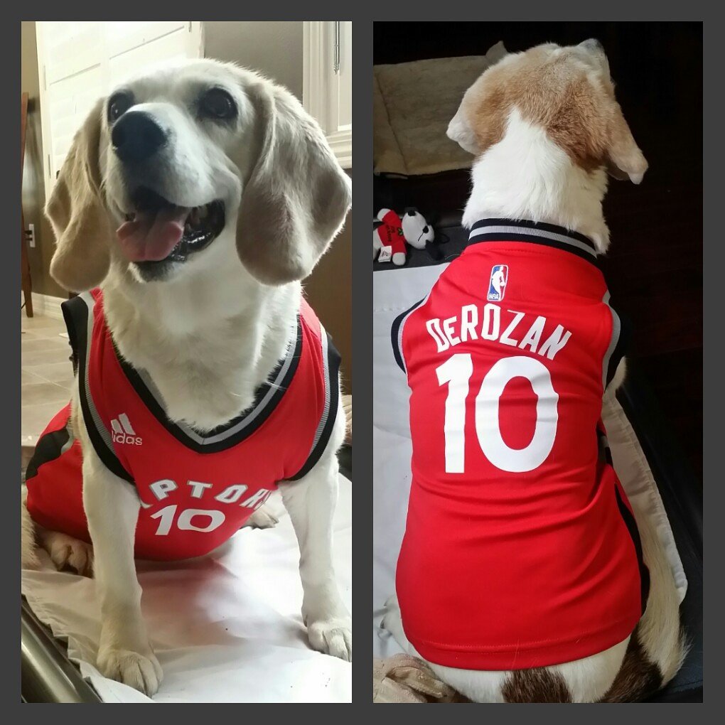 toronto raptors pet jersey