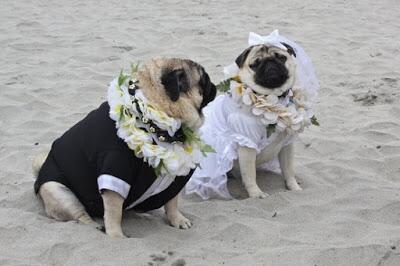 CutePicsOfPugs's tweet photo. a beautiful beach wedding https://t.co/2UiDMP10A3