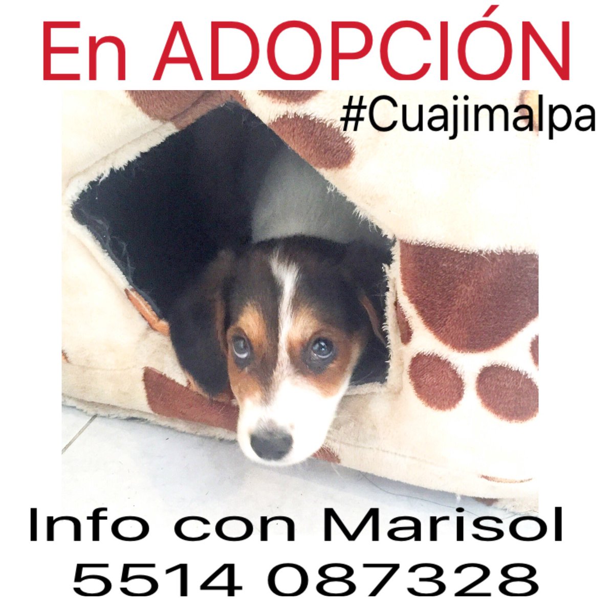 yokosada's tweet photo. Perritos en Adopción, #Cuajimalpa 
info Marisol: 5514 087328 
 💔  CC @Societa_SantaFe @ColonosSantaFe #Adopta #RT 🙏🏻 https://t.co/RVNjTApdJP