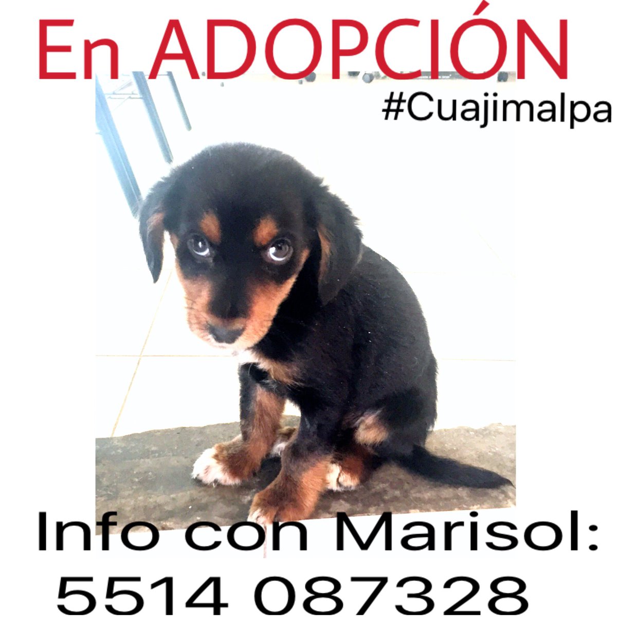 yokosada's tweet photo. Perritos en Adopción, #Cuajimalpa 
info Marisol: 5514 087328 
 💔  CC @Societa_SantaFe @ColonosSantaFe #Adopta #RT 🙏🏻 https://t.co/RVNjTApdJP