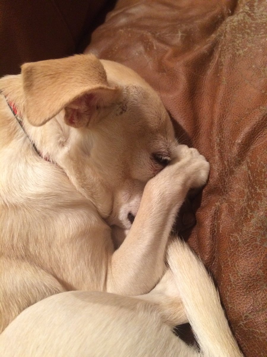 RichaDana's tweet photo. #PetsForRicky #Emmys2016  I can't believe I am doing this. @rickygervais https://t.co/olyr0DHR6F