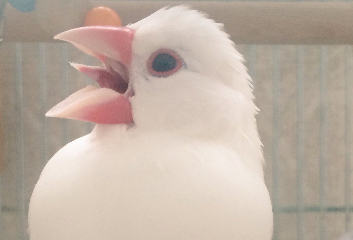 胡麻 A Twitter 鳥のくちばしって不思議 内側にくるんと丸まっててごはんが落ちない構造なんだなーって思ったそばからボロッボロ落としてるし