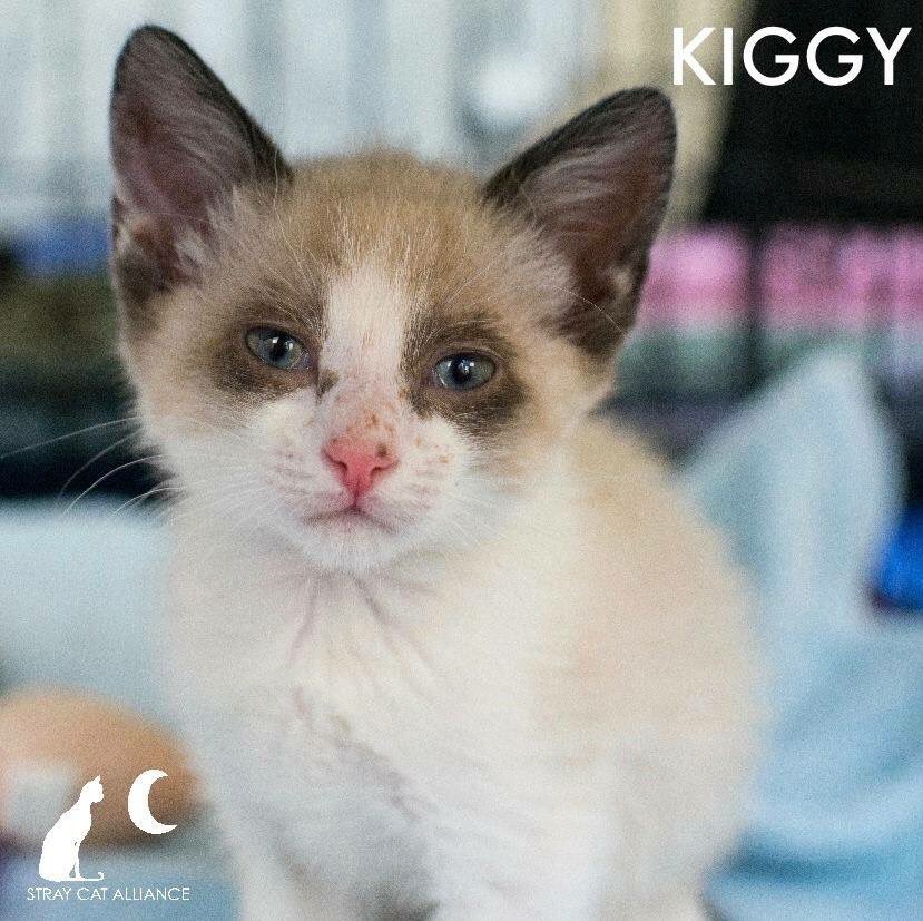 StrayCat_SCA's tweet photo. Kiggy fighting 4 her life.❤️ 24/7 urgent care, vets hopeful, but expensive. Pls help Kiggy  https://t.co/H9IB1zuERW https://t.co/LaYnXjJjl9