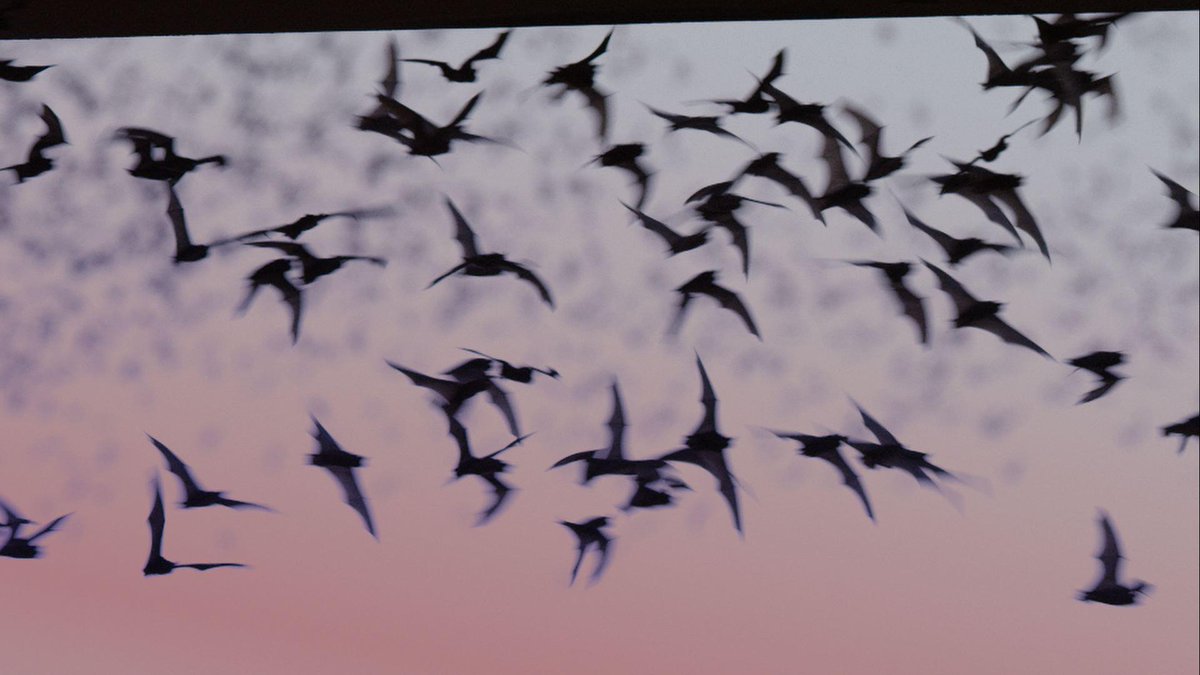 NatGeoAnimals's tweet photo. This region is home to the worlds largest bat colony, numbering in the millions. Find out where now on #USofAnimals! https://t.co/X4gWoMIpuk