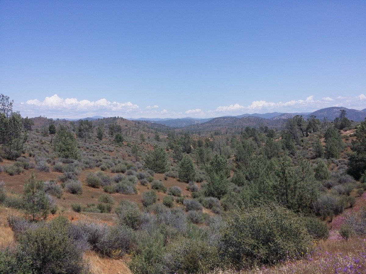 JMcL14's tweet photo. Finally saw those CA intermittent streams I heard so much ab at #2016SFS no water but a nice adult libellulid https://t.co/kINpChXtwL