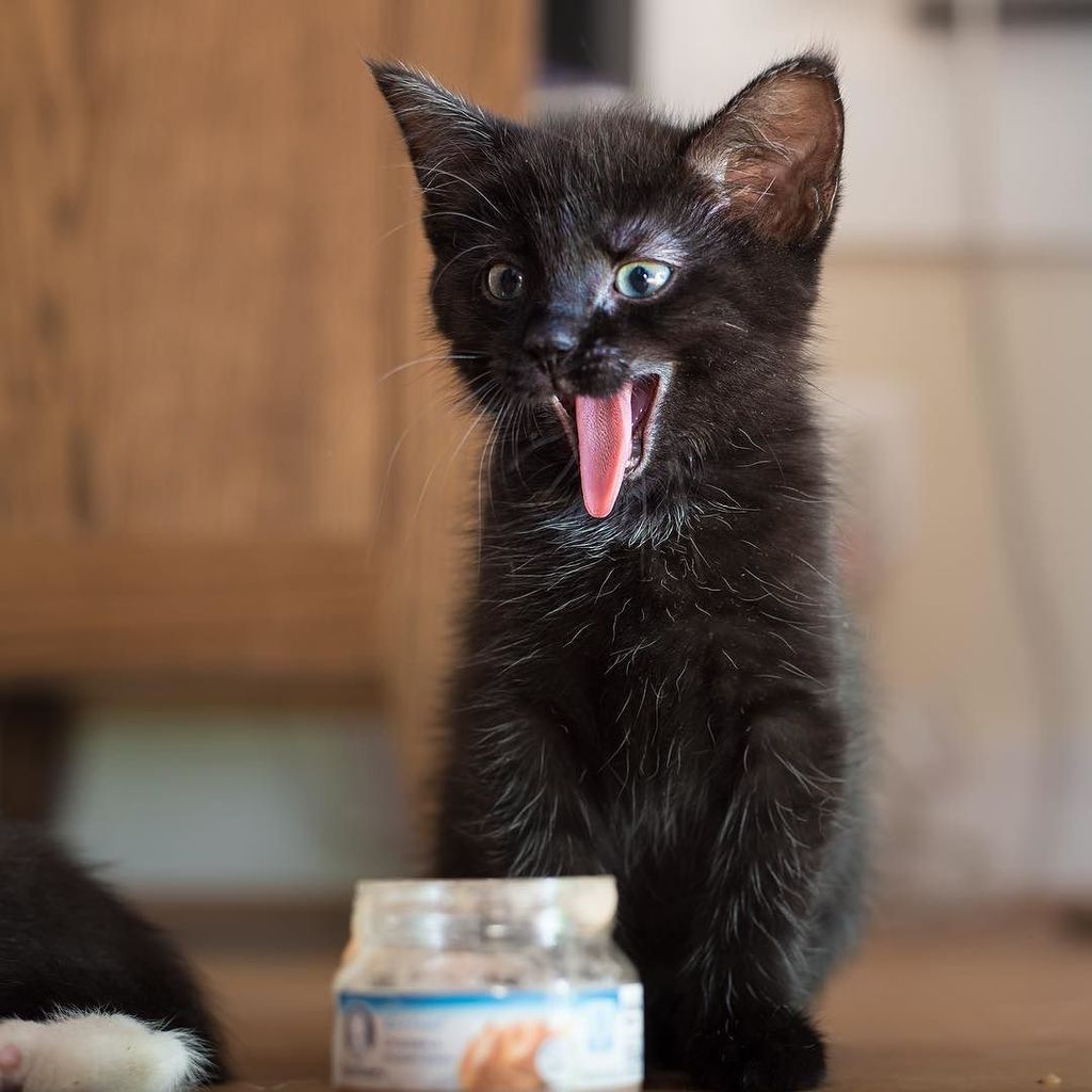 gerber baby food for cats