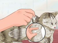 How to Check Cats for Worms puls.ly/M__Fzw