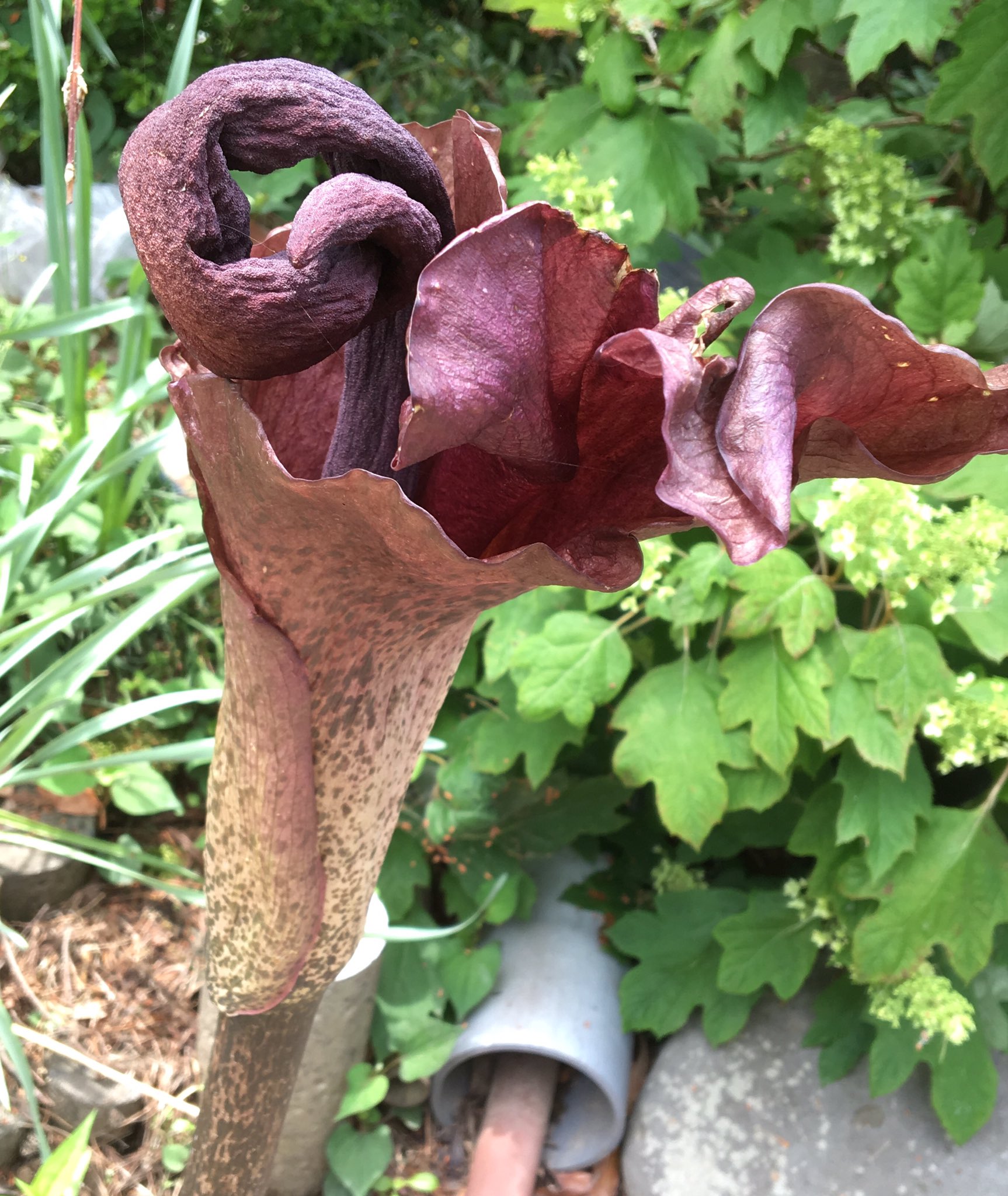 こんにゃく芋の花は5年に1度しか咲かない Twitter