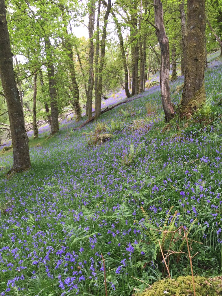 Beautiful bluebell woods above Luss <a href="/FabuLussLL/">FabuLUSS</a>