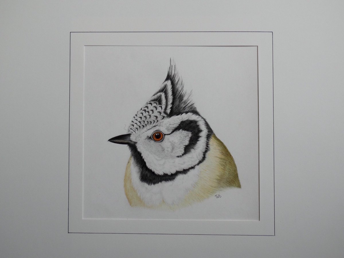 #crestedtit #drawing under mount/matting #fabercastell #colouredpencils #art #birds #nature #wildlifeartist 😊🎨✏️