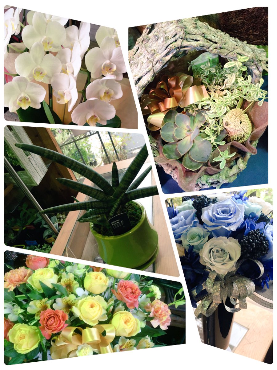 フラワーショップ Fan 和泉市の花屋 ６月19日父の日が近づいて来ました 植物好きのお父さんも多いのでは ありがとうの気持ちをいっぱい詰めてプレゼントしませんか 蘭や 今人気の多肉植物など多数揃えてます 爽やかな色合いの花束やアレンジ