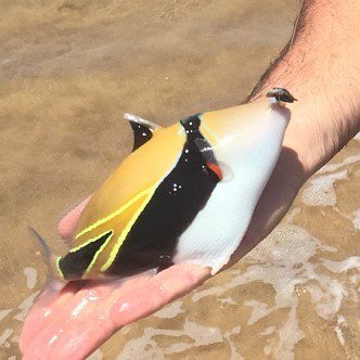 LoveThisPlaceF's tweet photo. Fish of the day #maui #kehei #surffishing #myzen #catchandrelease #fishing #familytime #ilovethisplace by m_f_outdoโฆ https://t.co/oCW5vOI7cr