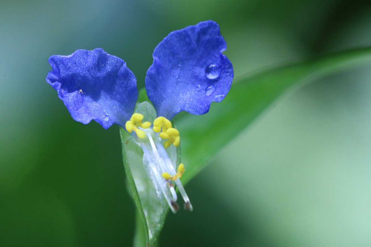 Yoko Ito ツユクサ 青と白の花びらに 二種類の黄色い雄蕊 印象的な形 好きだわ 花 ツユクサ 露草