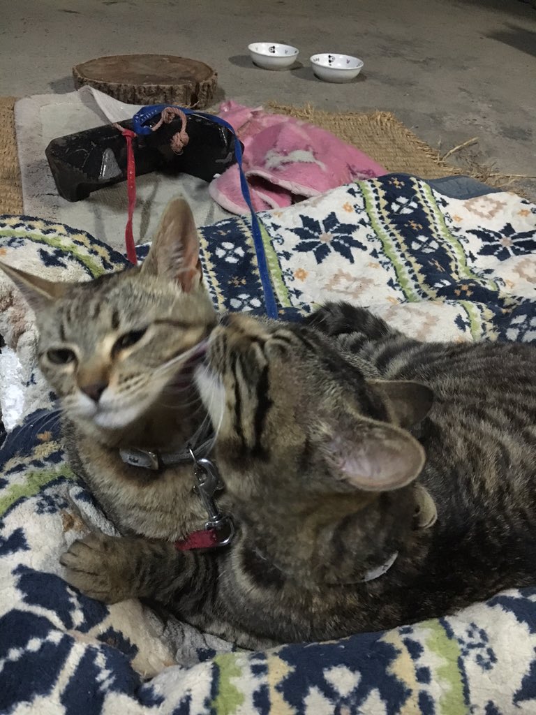 pinechan_RT's tweet image. かわいい

#猫好きさんと繋がりたい 
#猫