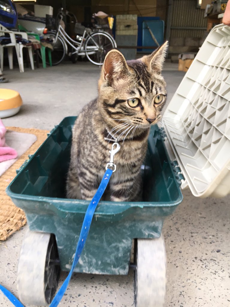 pinechan_RT's tweet image. かわいい

#猫好きさんと繋がりたい 
#猫