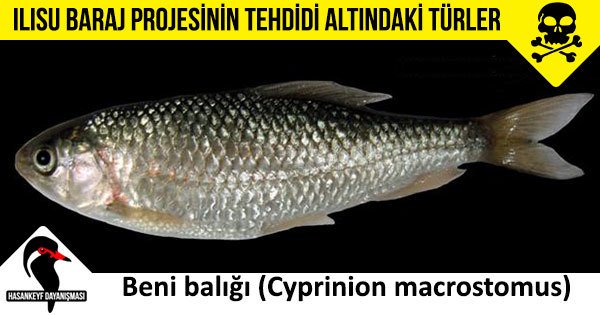 HisnKaifa's tweet photo. Bir parti politikasına feda edemeyeceğimiz yüzlerce canlı türünden biri olan Cyprinion macrostomus hala direniyor. https://t.co/oFdRACOvMb