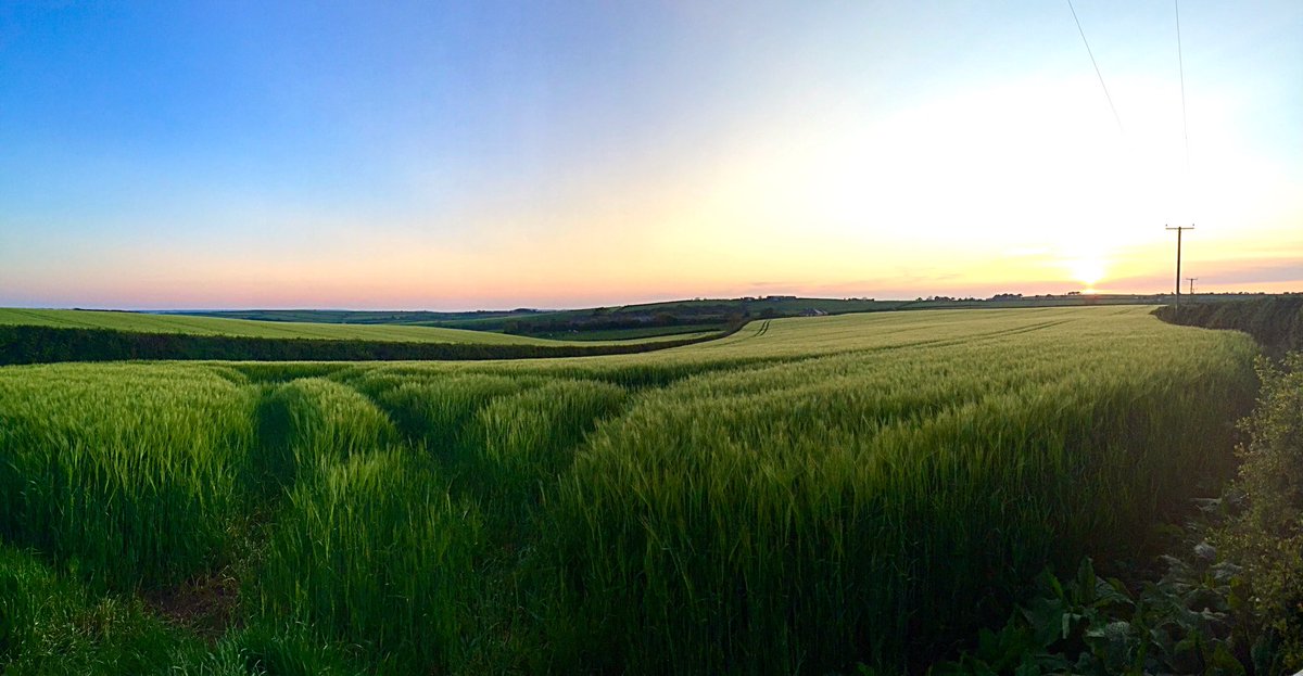 FlintsYard's tweet image. We are enjoying the summer evenings. Perfect for #dogwalks and #rides