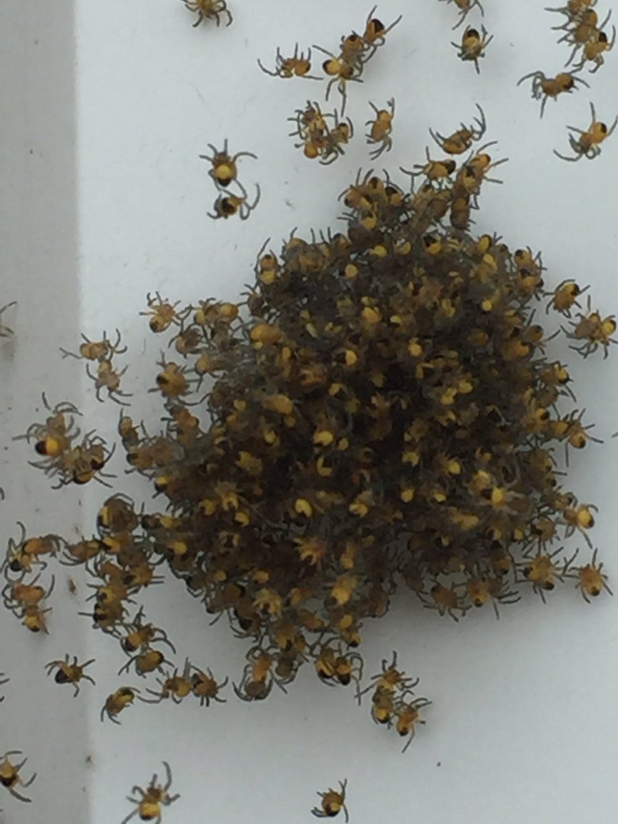 Invasion of the spiders on my window sill