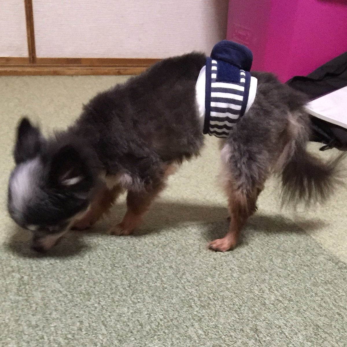 華乃 Auf Twitter 虎刈り 虎刈り 虎刈り あ はげ なんですと 安心してください つるっ禿げにはしてませんよ 愛犬 チワワ 虎刈り