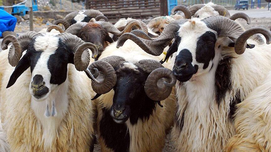 Avrupa'nın en büyük canlı hayvan borsası Erzurum'a kurulacak ntvpara.com/haber/avrupani… <a href="/NTVPara/">NTV Para</a>