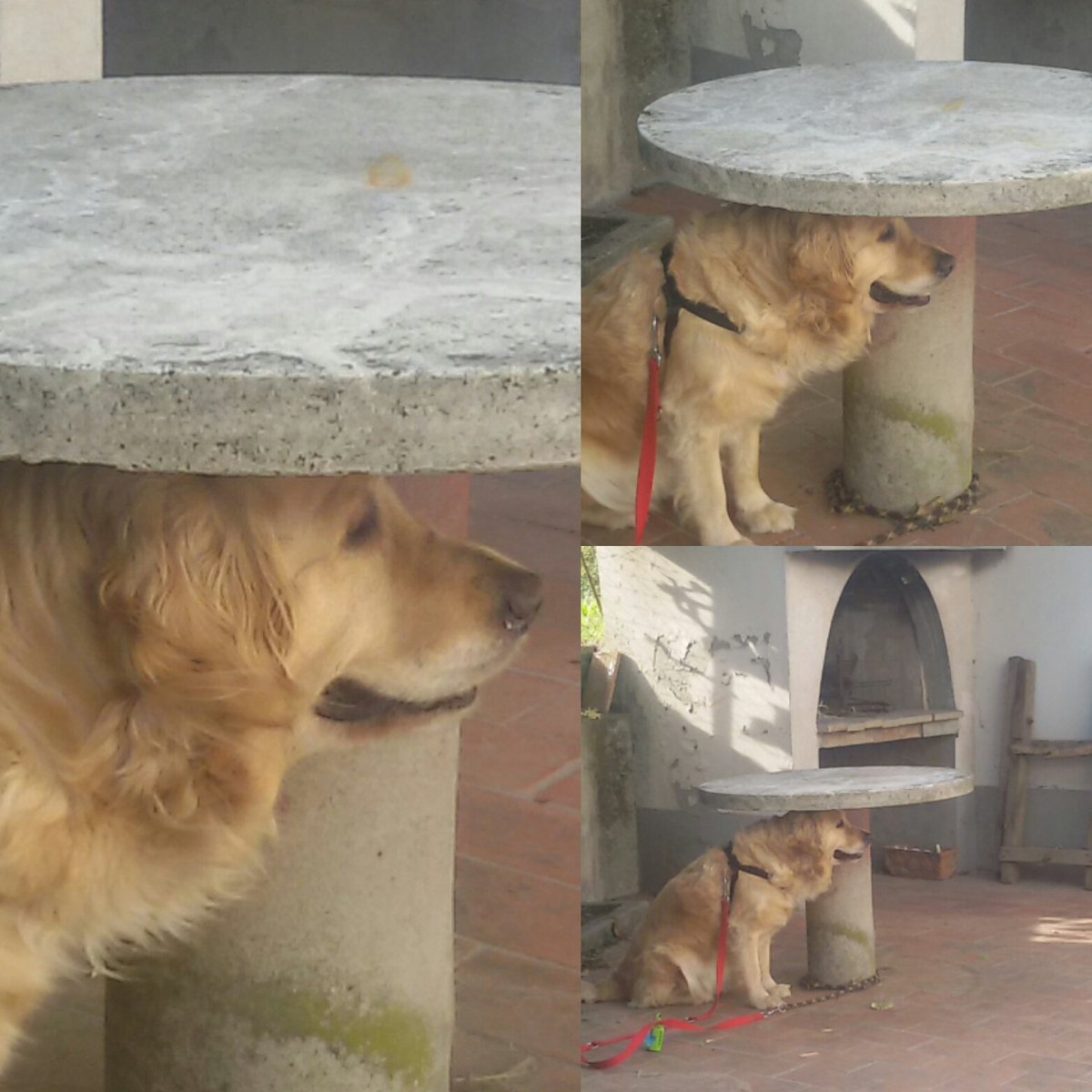 Matteo11640896's tweet image. #goldenretriever 
Il primo cane con un sombrearo
#chefai