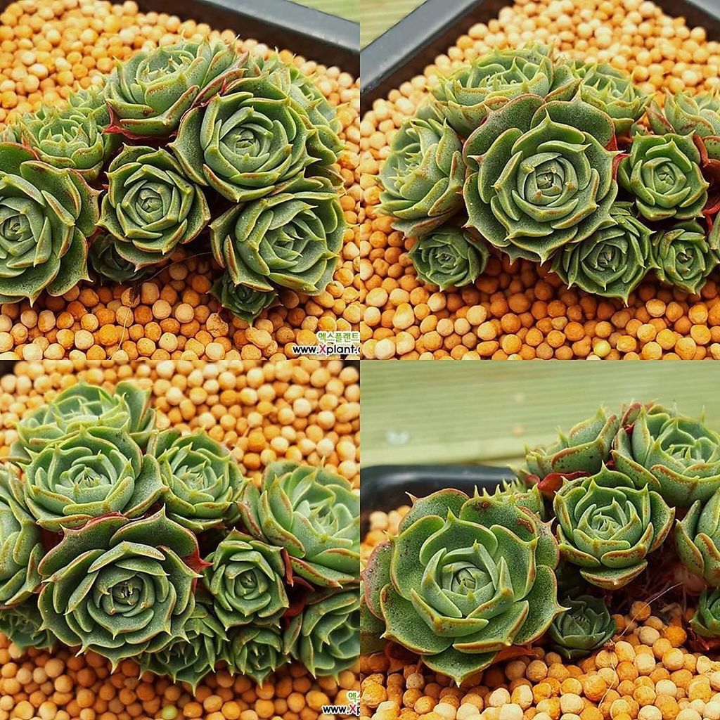 wzclow's tweet photo. Echeveria longissima(롱기시마)
꽃송이 같은 모습이 넘 이뻐요^^
:) #多肉植物 #多肉 #haworthia #succulent #litops #다육식물 #다육이 #plants #cactus… https://t.co/rG9PyqO17s