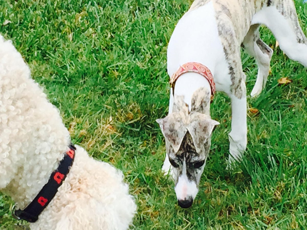 paulrosengard's tweet photo. Scout got 2 play w/a whippet puppy this am. Whole dif kinda speed! @dogcelebration #quick1stStep https://t.co/KV3YjlG3Pk