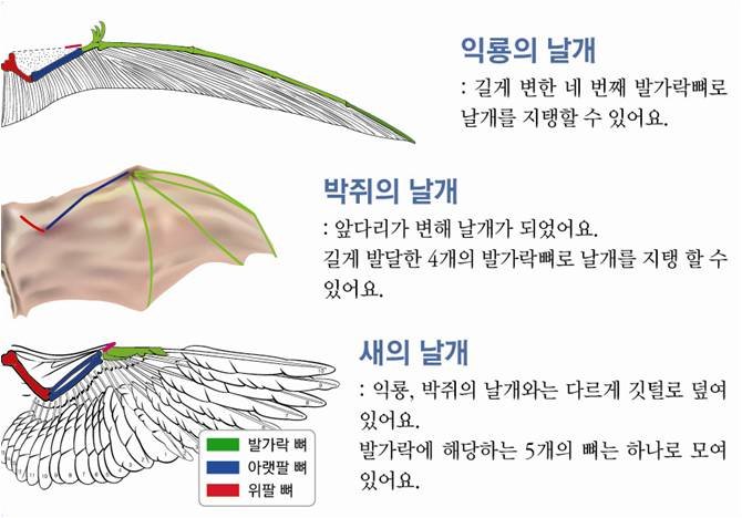 자고 자료계 on Twitter: "날개 구조…