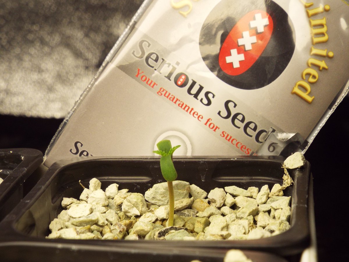 seguimientosbs's tweet photo. Una combinaciòn Perfecta Cannalita y Serious Seeds esto no puede salir mal, el seguimiento Cultivohidroponico.eu https://t.co/dbjHcsXBt4