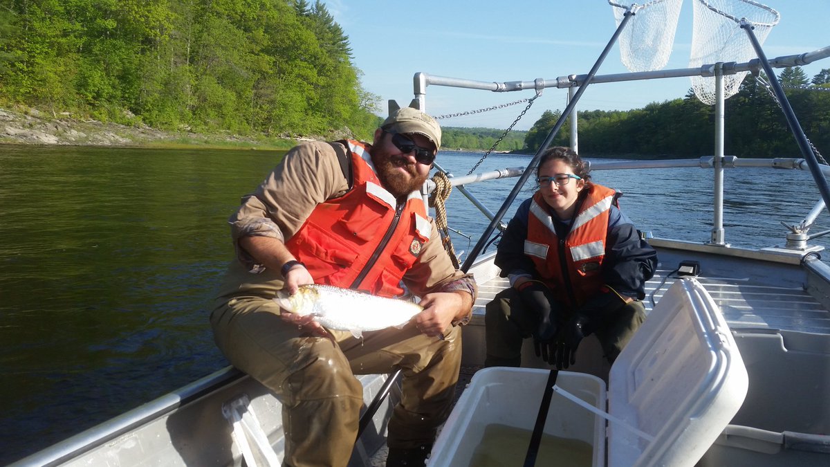 ZFishLab's tweet photo. George and Tal with first day of American  shad  tagging on the Penobscot River https://t.co/AbLQaOSpHK