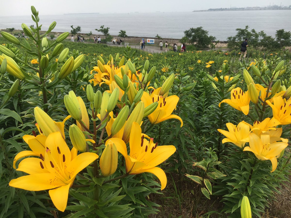 assam_h's tweet image. 大阪の海辺がきれい☆